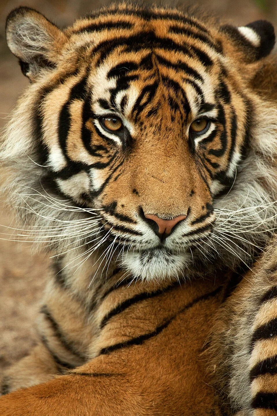 Global Tiger Day 2025: Kontestasi Ruang, Riwayat Kepunahan, dan Perlunya Ruang Aman