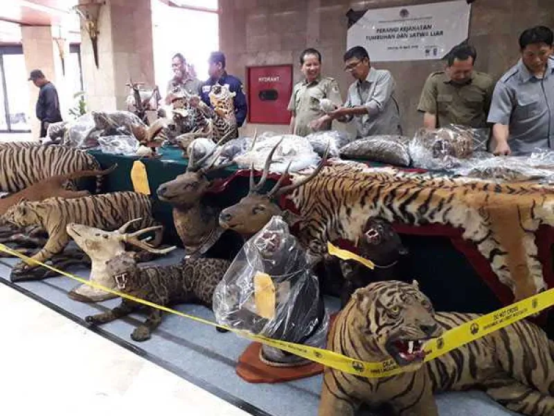 Gugatan Perdata, Pendekatan Hukum Baru Untuk Melindungi Satwa Liar