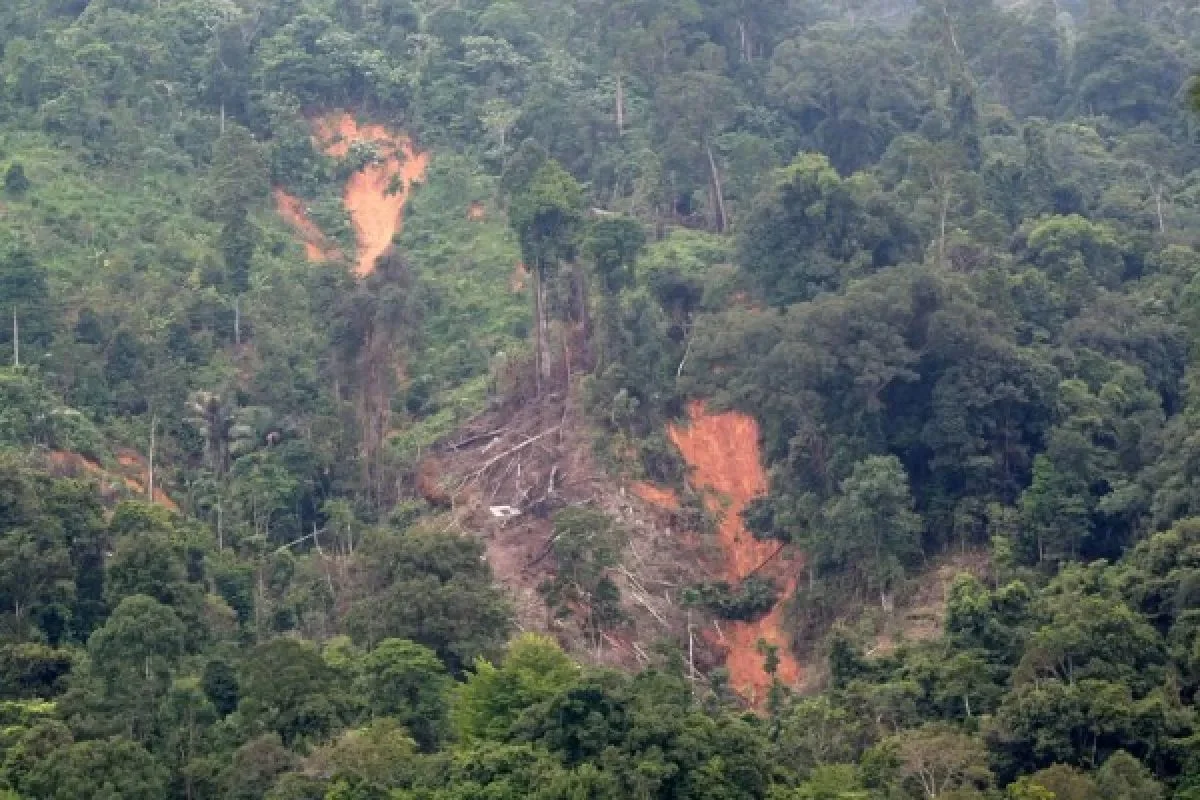 Habitat Harimau di Sumbar Diprediksi Rontok 42 Persen Dalam Waktu Setengah Abad