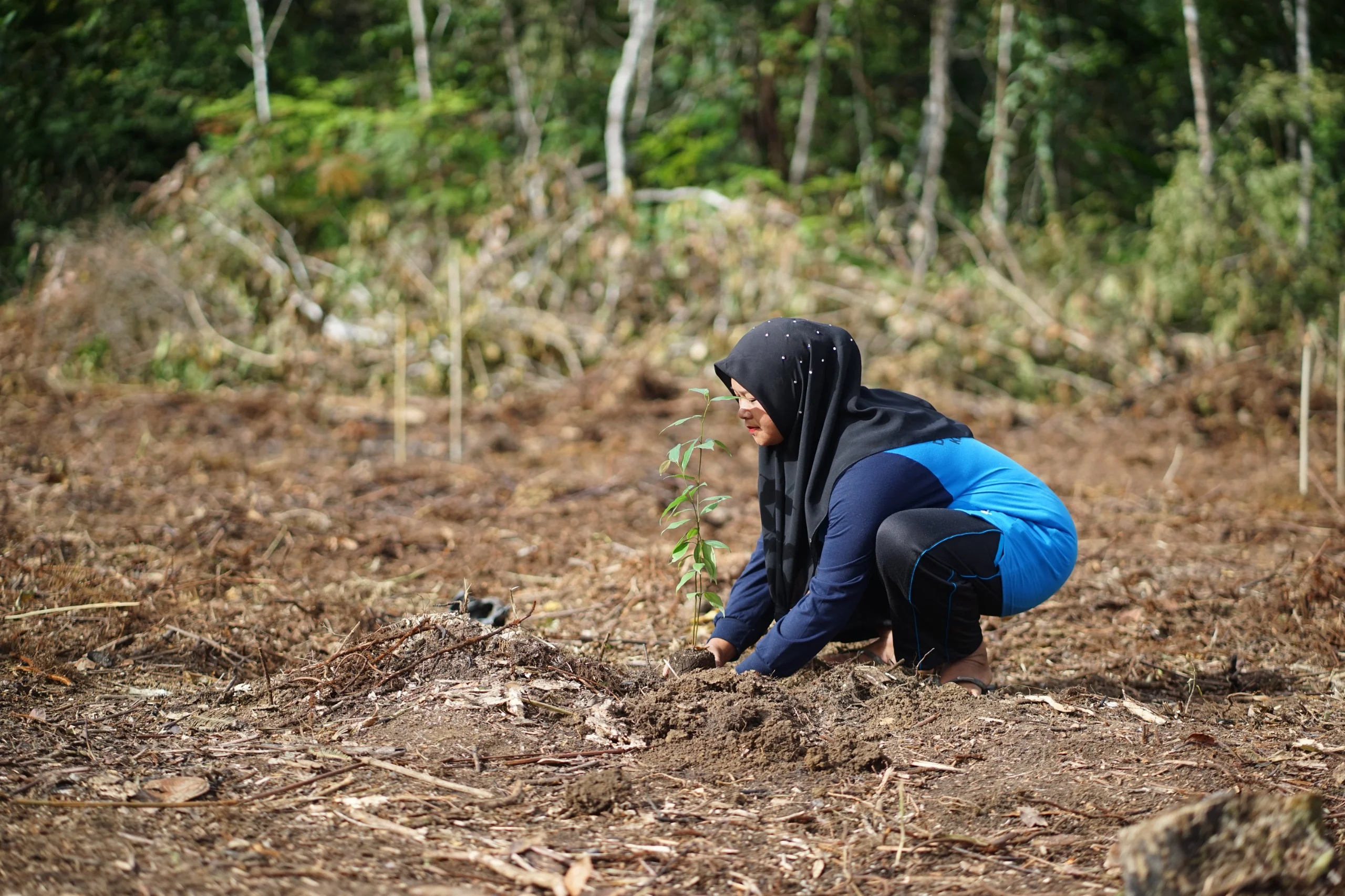 Habitat Orangutan Tapanuli Seluas 159 Hektare Direstorasi
