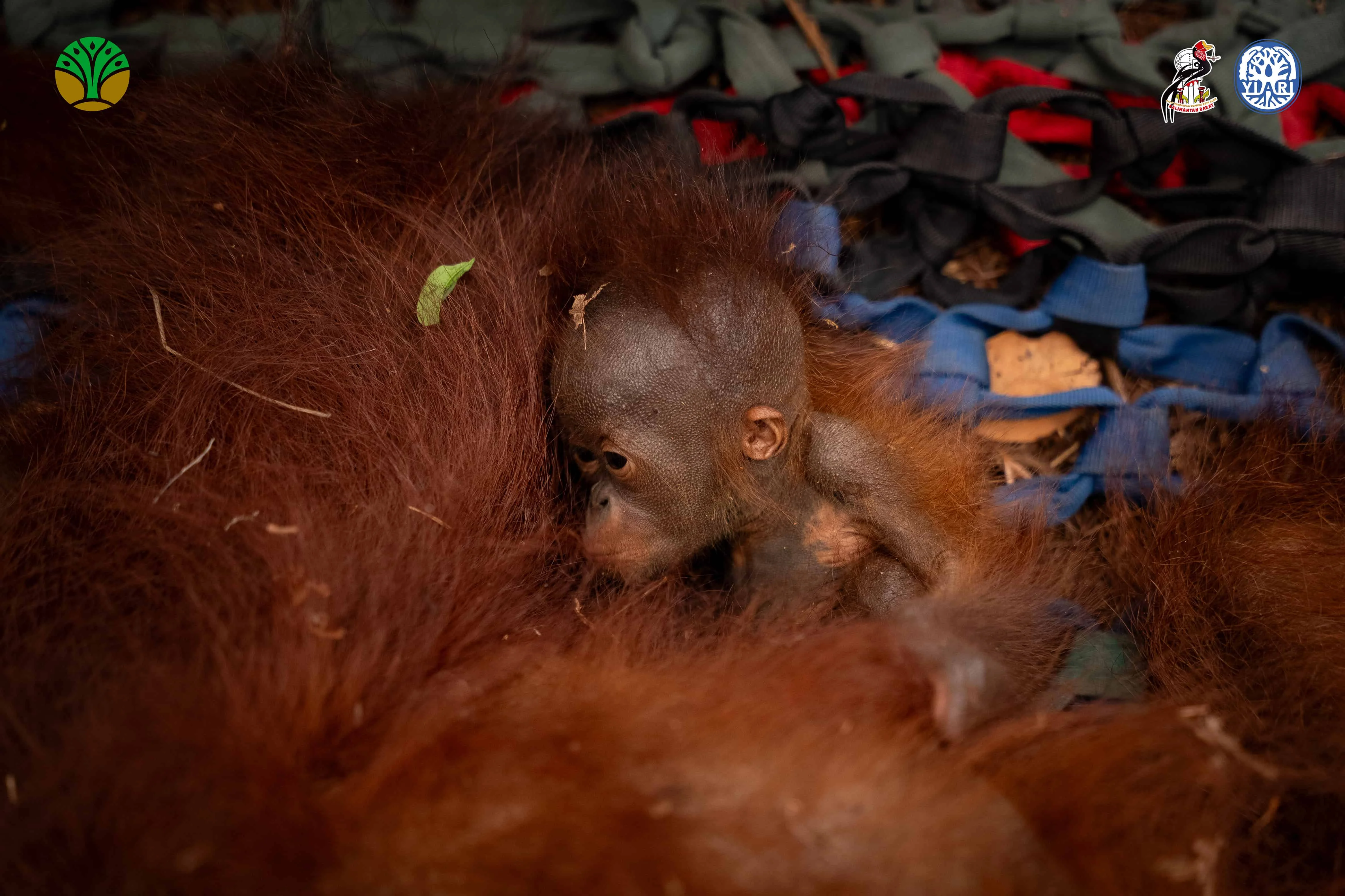Habitat Penting Orangutan di Sungai Paduan Terbakar, 72 Individu Orangutan Terancam