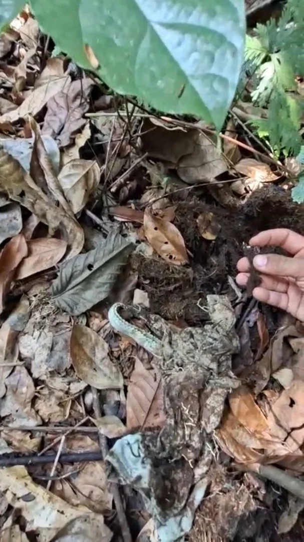 Kotoran gajah liar mengandung sampah plastik dan pakaian Temuan ini berdasarkan hasil patroli tim angon BKSDA Bengkulu Fo...