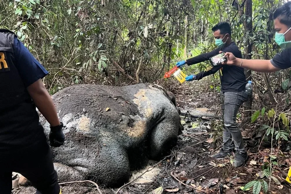 Penemuan bangkai gajah tanpa kepala dan gading di area konsesi PT RAPP Februari lalu Foto Polda Riau - Hakim Cuti Sidang...