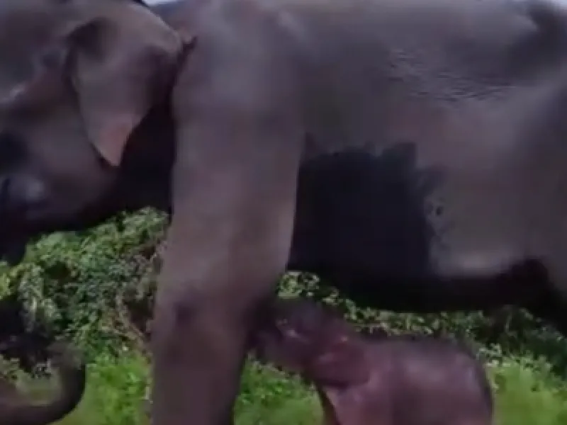 Harapan Baru, Gajah Septi Lahirkan Anak dalam Kondisi Sehat
