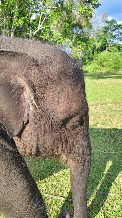 Yuna anak gajah sumatera betina yang mati di Pusat Latihan Gajah PLG Saree pada Selasa 1182026 Foto Kementerian Kehutanan...