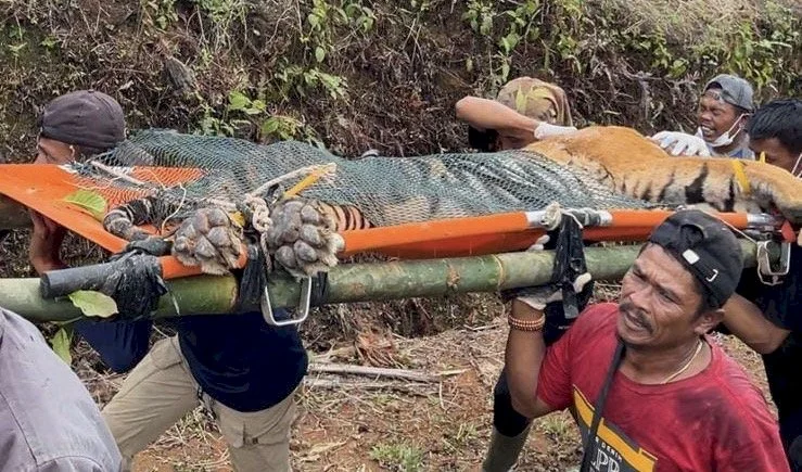 Harimau Diduga Berkonflik Tertangkap di Lampung, Penanganan Dinilai Belum Menyentuh Akar Masalah
