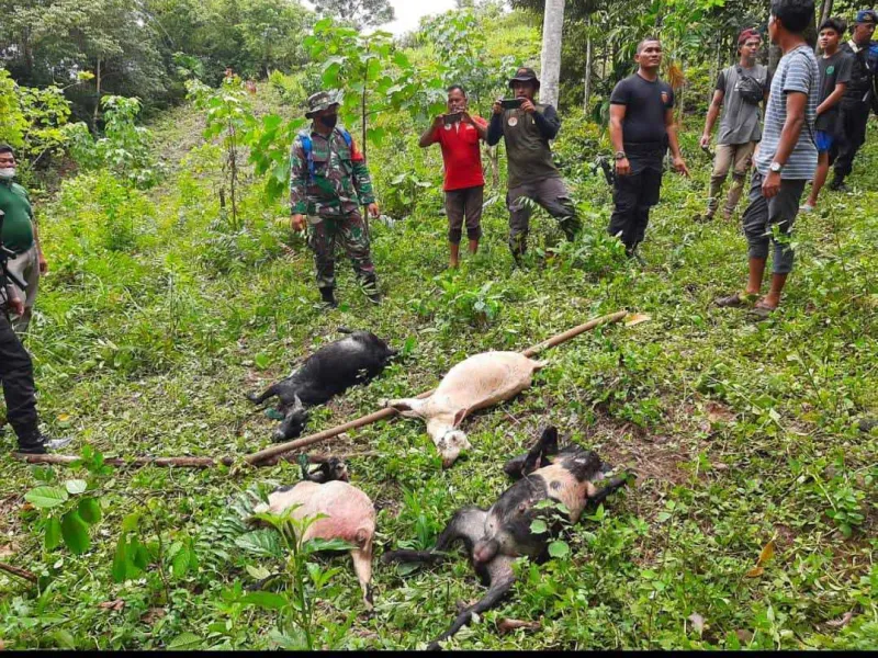 Masuki Perkebunan, Harimau Mangsa Kambing dan Nyaris Terkam Warga