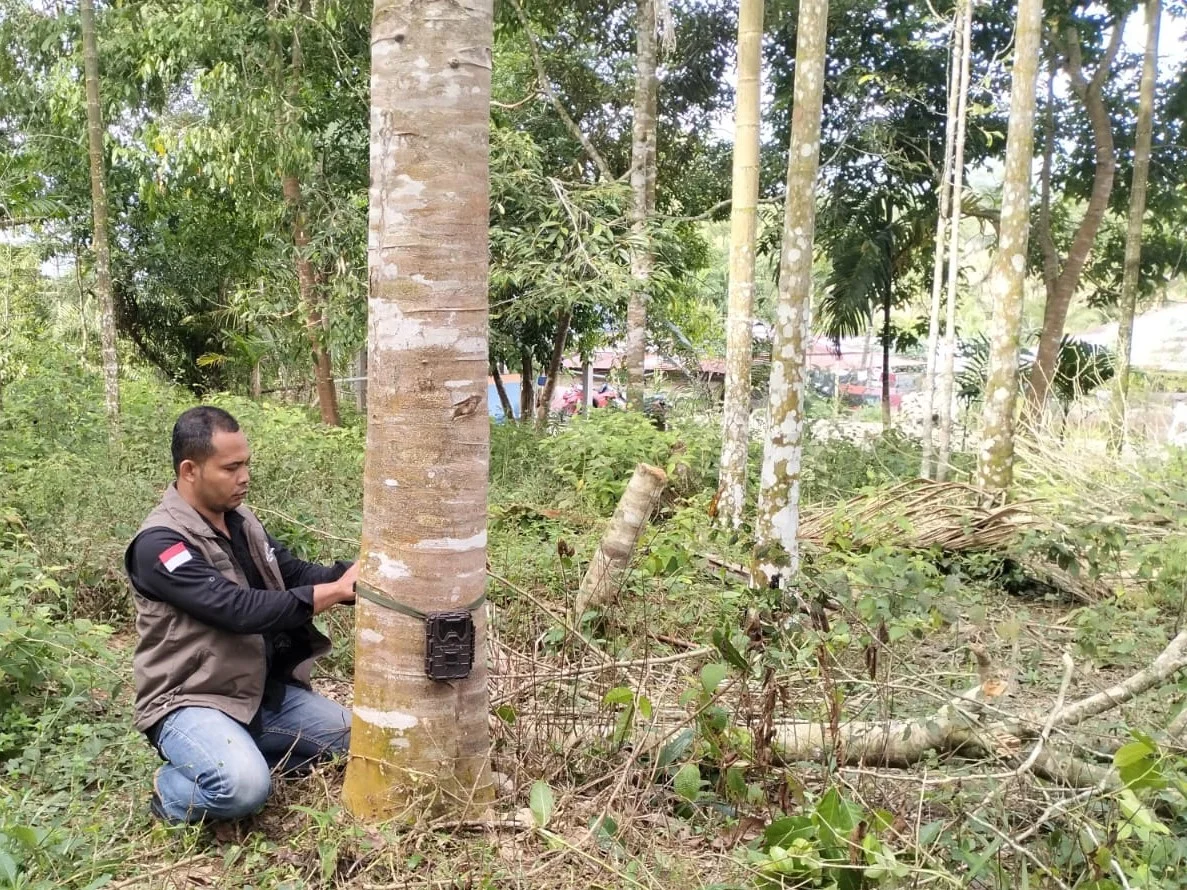Tim BKSDA Aceh melakukan pemasangan kamera trap di lokasi kemunculan harimau sumatera di Kecamatan Simpang Jernih Aceh Tim...