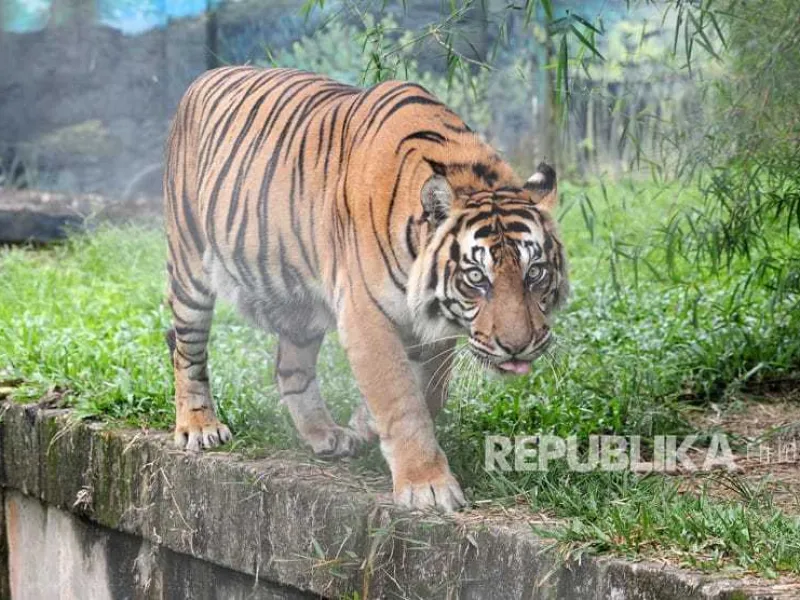 Harimau Sumatera Dilaporkan Muncul di Perkebunan Warga