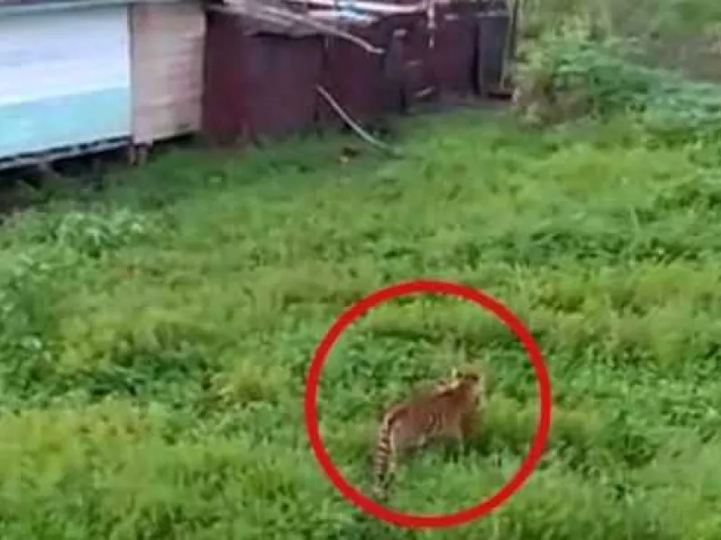 Harimau Sumatera Dilaporkan Muncul di Sekitar Kampung Teluk Lanus, Riau