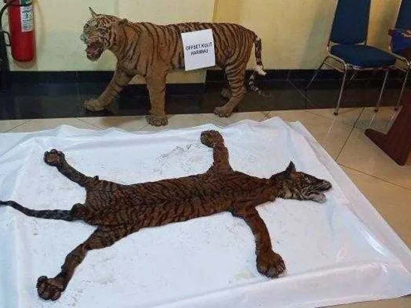 Harimau Sumatera Kian Langka, Mengapa Perdagangannya Masih Tinggi?