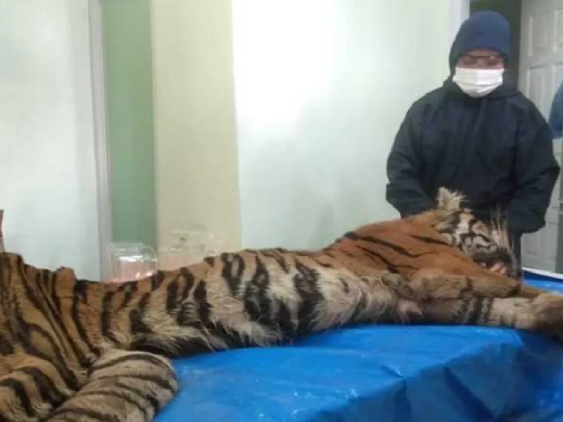 Harimau Sumatera Mati di Tempat Penyelamatan Satwa