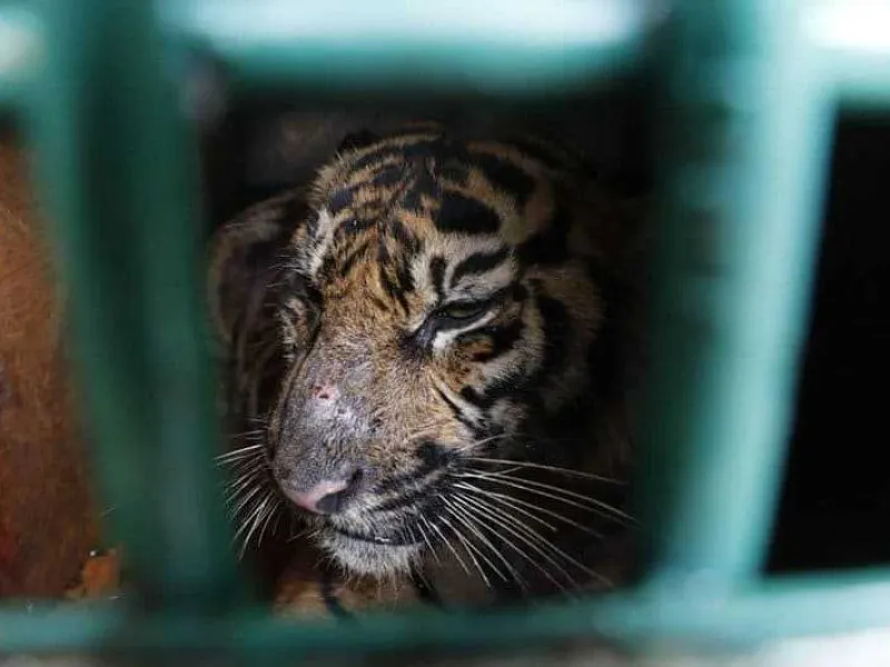 Harimau Sumatra Korban Jerat Pemburu Dilepasliarkan BKSDA Aceh