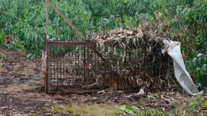 Harimau yang Diduga Berkonflik Tertangkap, BKSDA Lakukan Uji Lab
