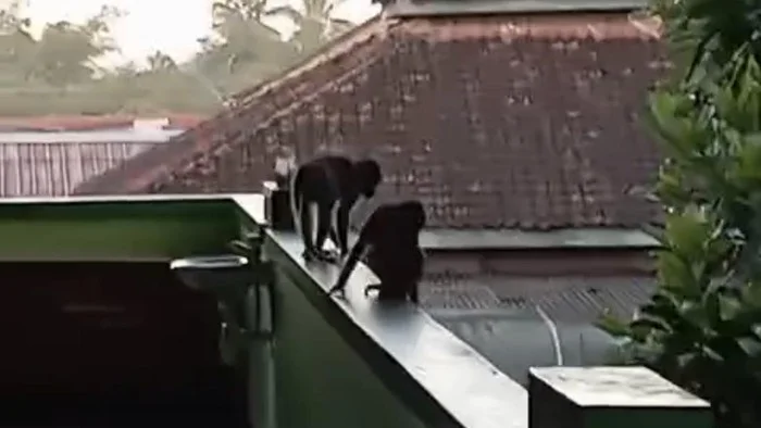 Tiga ekor monyet ekor panjang terlihat masuk ke lingkungan SMP Negeri 1 Sleman Rabu 2272026 siang Foto Istimewa - Hendak...