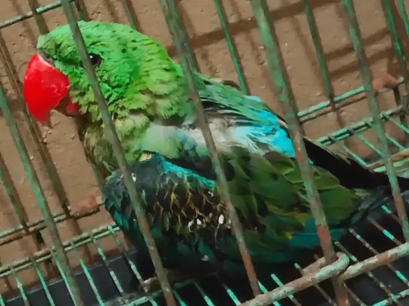 Hendak Diselundupkan ke Luar Sorong, Seekor Burung Langka Mati
