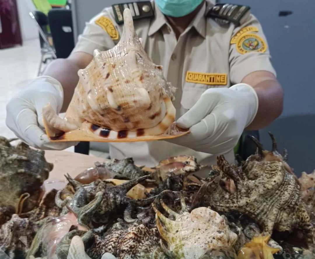 Salah satu kerang kepala kambing yang diamankan oleh Karantina Hewan Ikan dan Tumbuhan Jawa Timur di Satuan Pelayanan Satp...