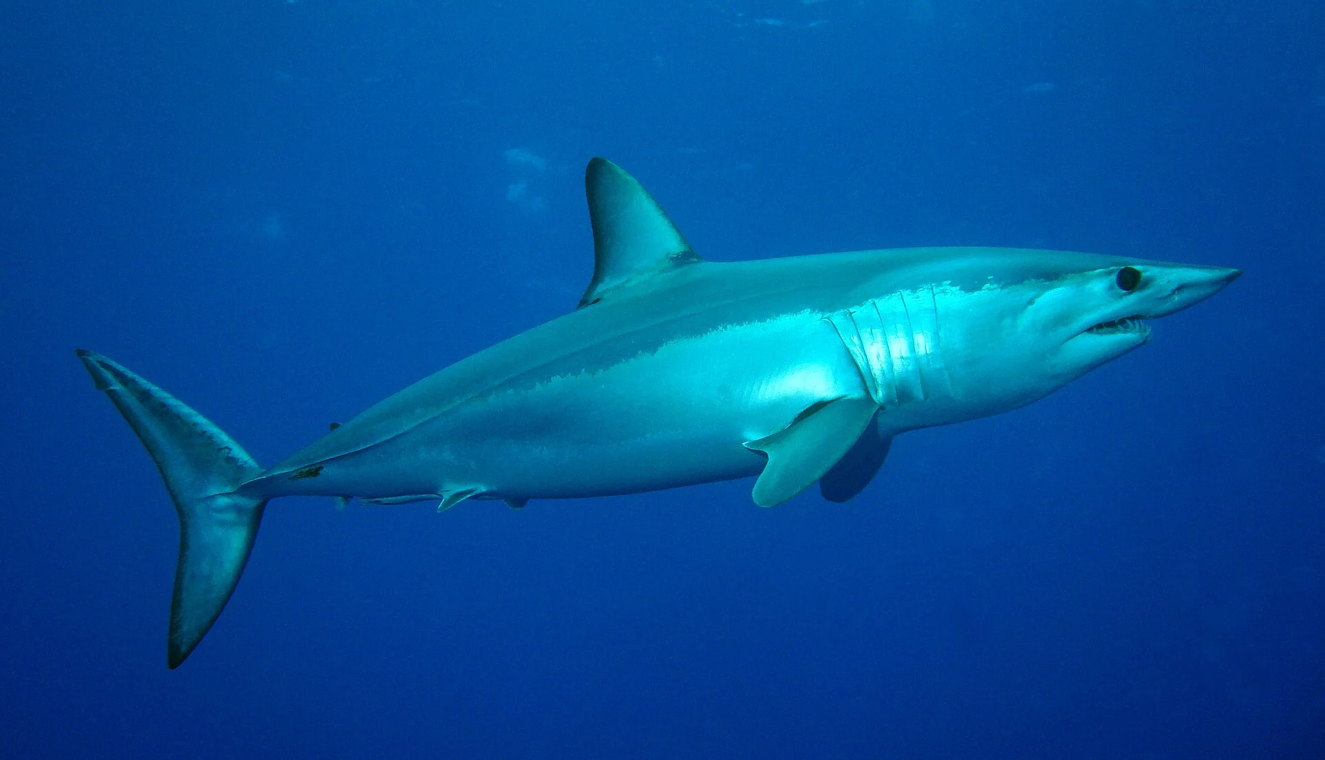 Hiu mako Isurus oxyrinchus spesies yang dipilih untuk menjadi pemeran dalam film Deep Water Foto Patrick DollWikimedia Co...
