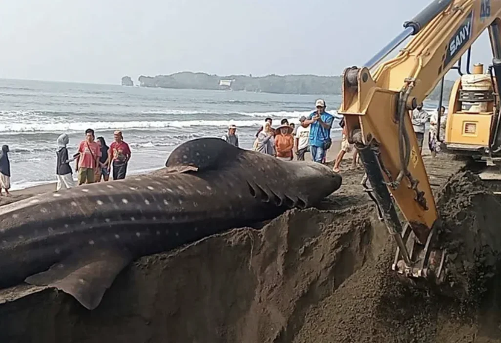 Proses penguburan Hiu paus Rhincodon typus yang mati terdampar di Pantai Sanghiang Kalang Batukaras dengan bantuan alat be...