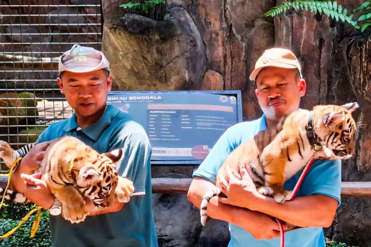 Anak harimau benggala Huru dan Hara di Bandung Zoo Foto Donny IqbalMongabay Indonesia - Huru Hara di Bandung Zoo Dua Anak...