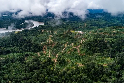 Hutan alam tersisa yang terancam di Kalimantan. | Foto: Forest Watch Indonesia