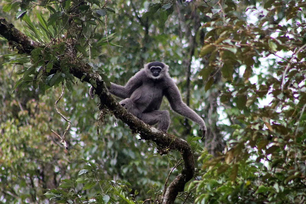 Ilustrasi owa jawa primata yang berperan sebagai petani hutan Foto A BaihaqiWikimedia Commons - Hutan Milik Siapa