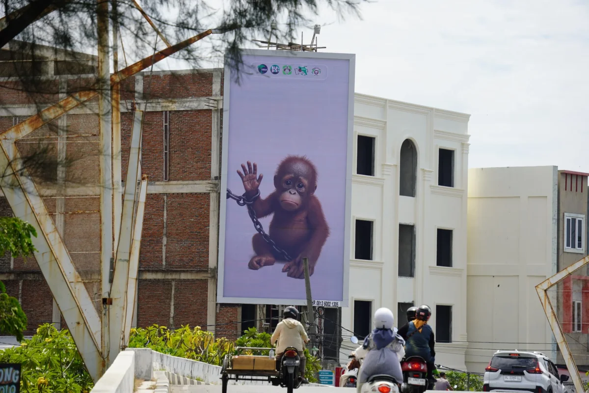 Ilustrasikan Orangutan Dirantai: Sebuah Peringatan bahwa Ancaman Itu masih Ada