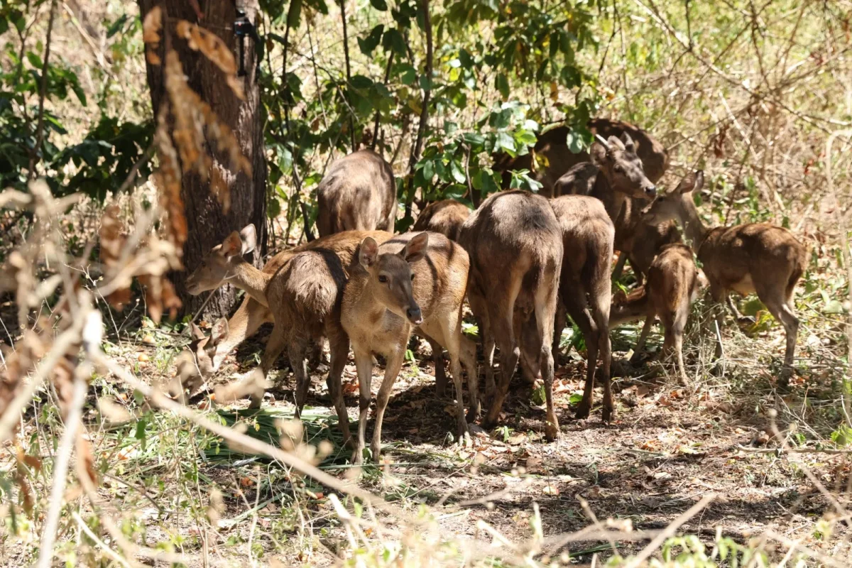 Jaga Populasi, Bali Zoo dan BKSDA Bali Lepas Liarkan 12 Ekor Rusa di TN Bali Barat