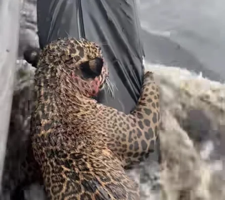 Jaguar dengan Luka Tembak Diselamatkan di Amazon, Kini dalam Pemulihan