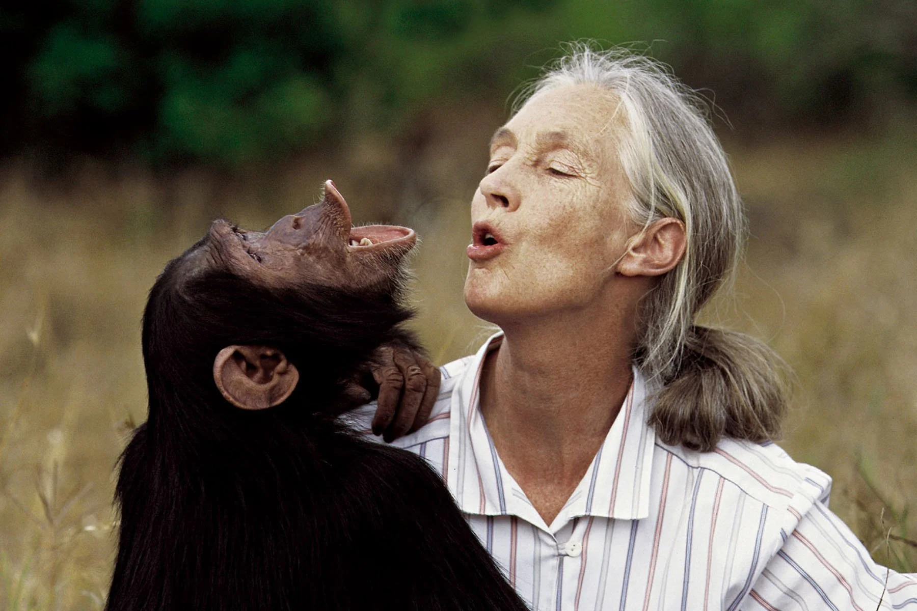 Jane Goodall: Pengagum Spesies Simpanse, Pengkritik Spesies Manusia
