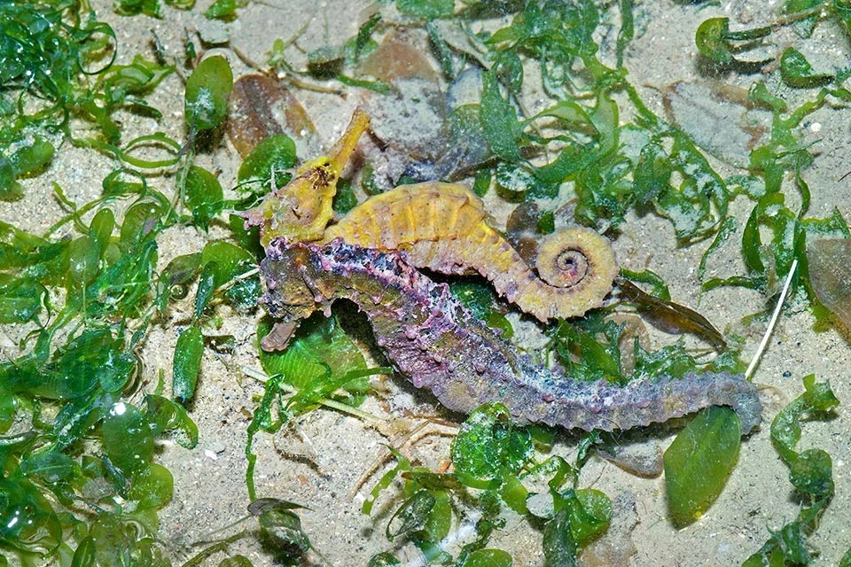 Janji di Balik Keruhnya Laut