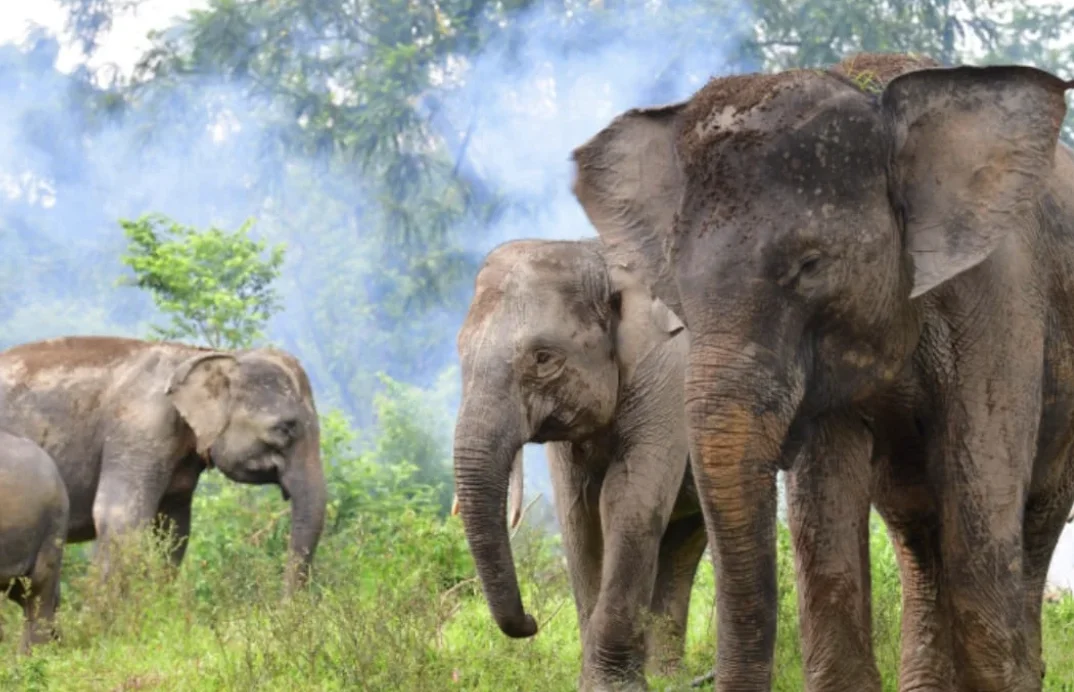 Ilustrasi gajah sumatera di kawasan Taman Nasional Bukit Tiga Puluh Jambi Foto Geopix - Jaringan Perdagangan Gading Terung...