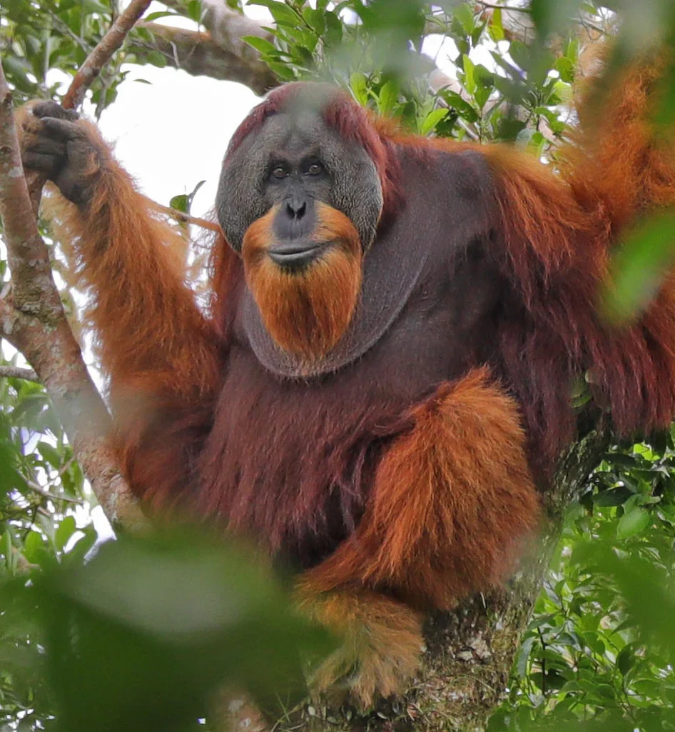 Jasad Orangutan di Material Banjir, Dampak Nyata Bencana terhadap Spesies Terlangka