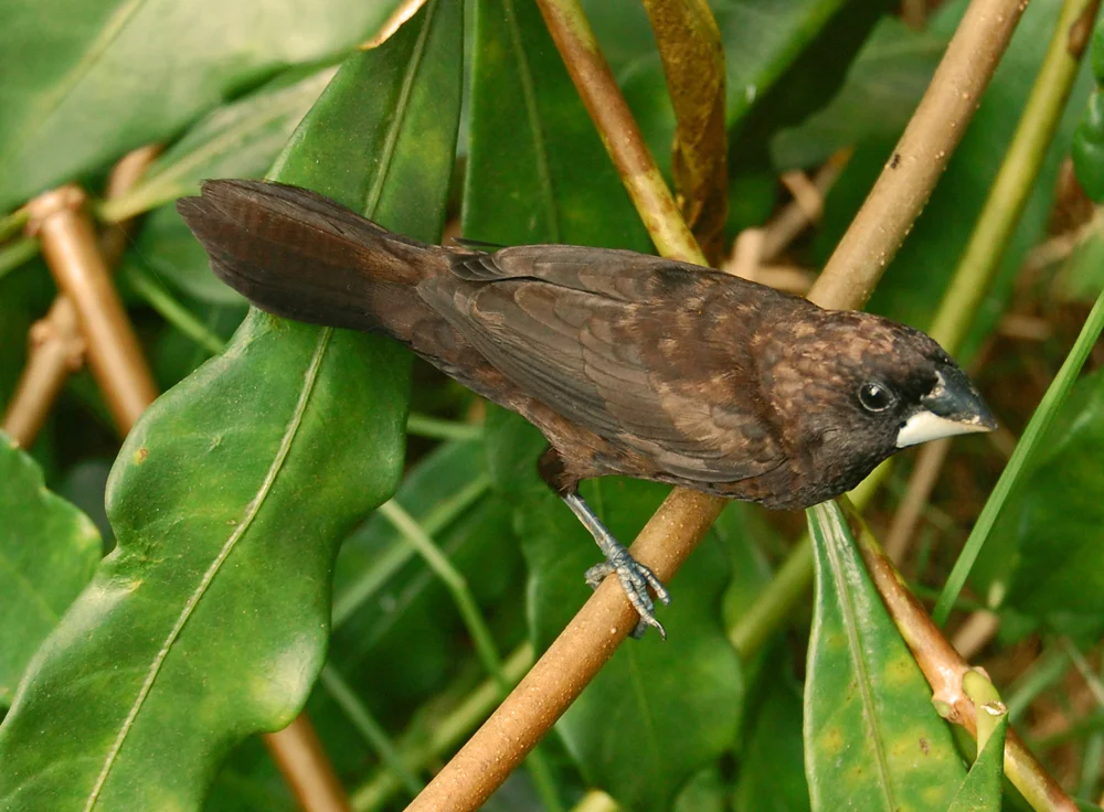 Jejak Karhutla: Suara Burung yang Kian Hilang dari Hutan