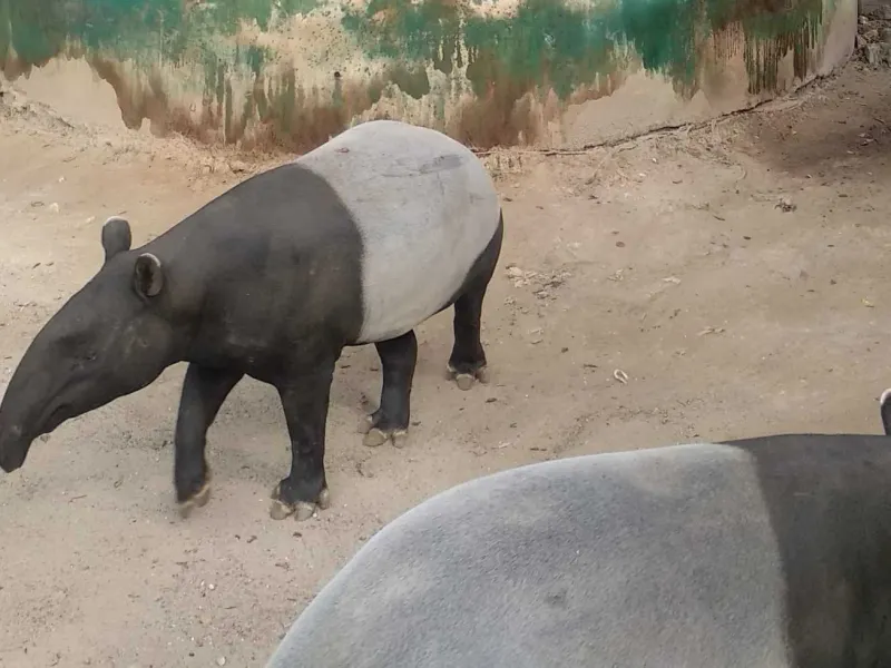 Jejak Tapir Ditemukan di Ladang Warga, BKSDA Sumbar Pasang Kamera Trap