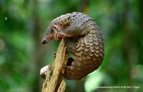Ilustrasi trenggiling Manis javanica Foto INaturalist - Jejak Trenggiling dalam Media Massa Hindia Belanda Manis Javanic...