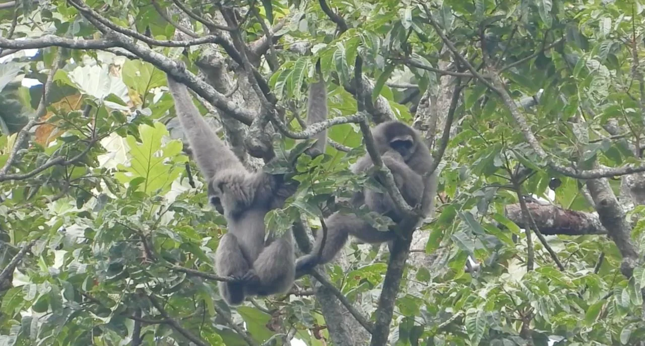 Satu keluarga owa jawa sedang bergelantungan di pohon Foto Sanggabuana Conservation Foundation - Jelajah Hutan Sanggabuan...