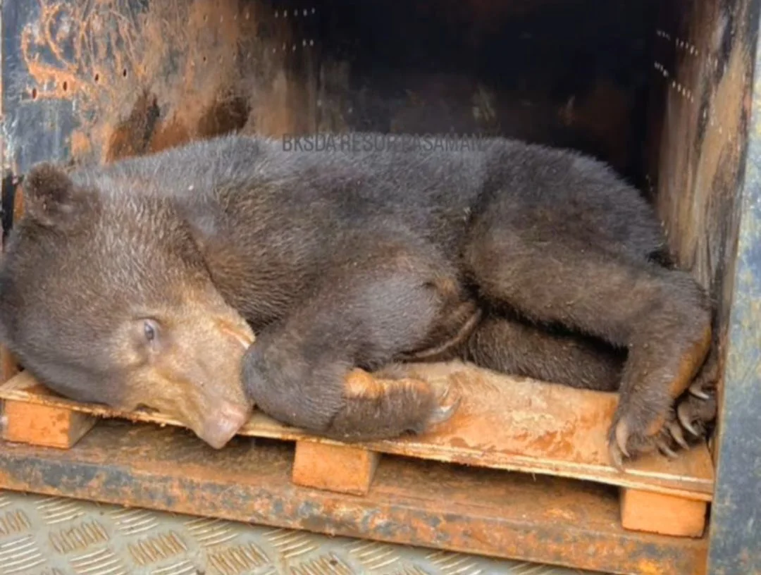 Jerat masih Jadi Ancaman, Bayi Beruang Madu di Pasaman jadi Korban