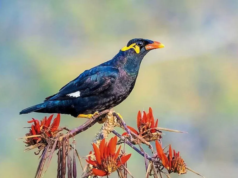 Jual Burung Berkicau, Seorang Pria Asal Gresik Dituntut 1 Tahun Penjara