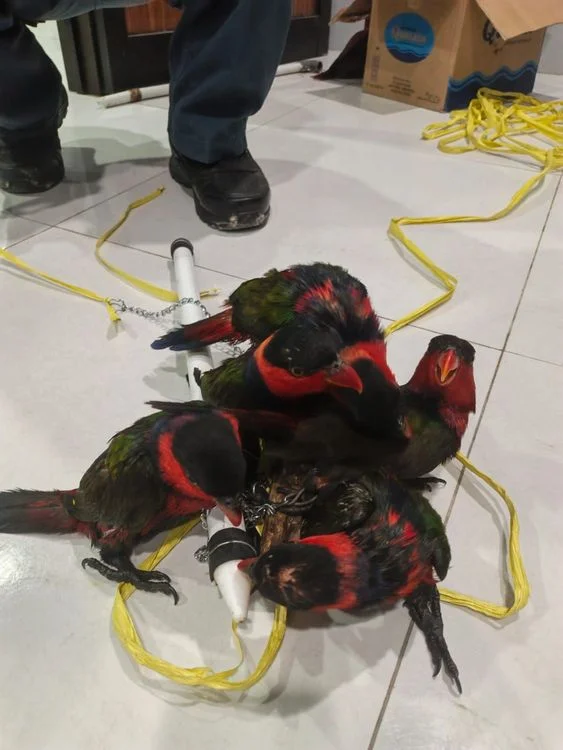 Nuri kepala hitam menjadi barang bukti yang ditemukan di lokasi Foto Gakkum Kehutanan - Jual Burung Dilindungi via Facebo...