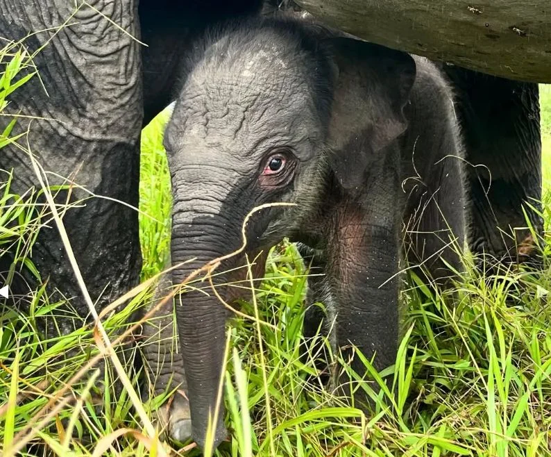 Kabar Gembira dari Padang Sugihan: Mama Ronika Lahirkan Bayi Gajah Betina