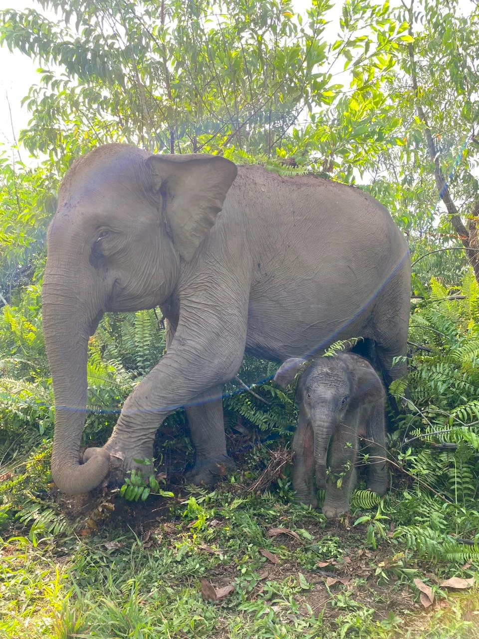 Nona Seroja bayi gajah sumatera anak dari Mama Ria yang lahir di Taman Nasional Tesso Nillo Rabu 1062026 Foto Balai Taman...