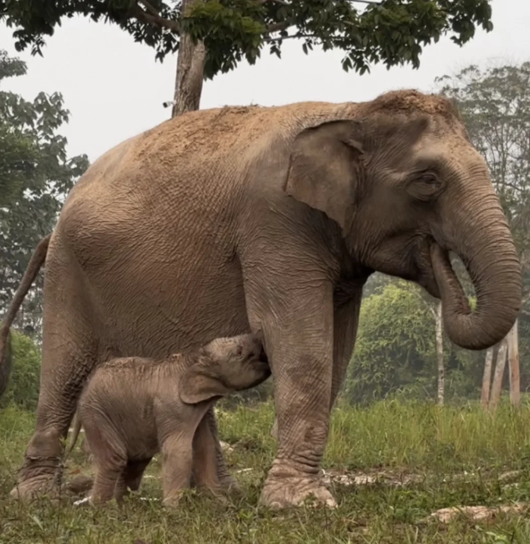 Kabar Gembira, Gajah Lisa Lahirkan Anak Keenam di BTN Tesso Nilo Riau