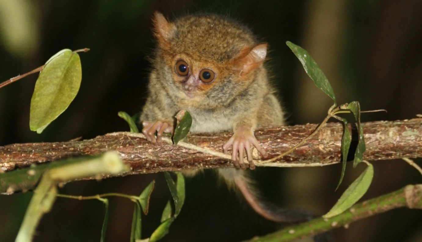 Potret tarsius makassar primata endemik asal Sulawesi Selatan Foto KSDAE Kementerian Kehutanan - Kabar Haru dari Alam Sul...