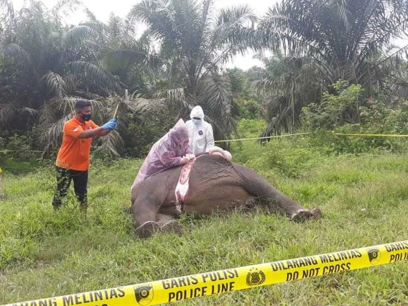Kabar Terbaru Gajah Tanpa Kepala, Diduga Mati Karena Racun