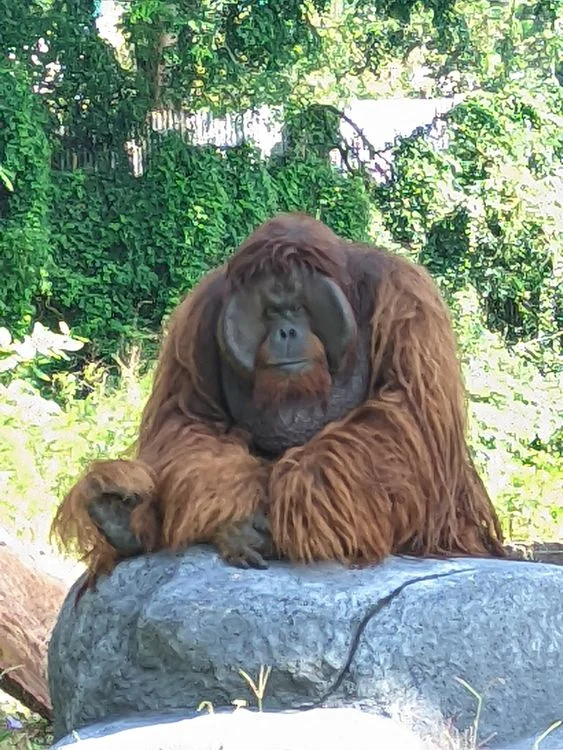 Orangutan jantan Didi yang kabur dari dalam exhibit Solo Safari Foto Kementerian Kehutanan - Kabur Dari Solo Safari Orang...