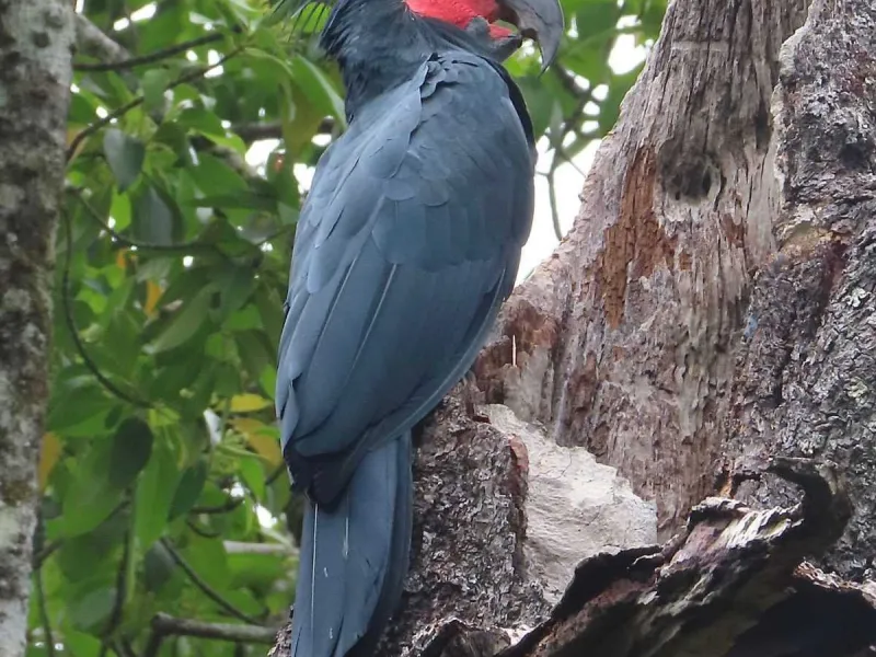 Kakatua Raja, Burung Kakatua Terbesar di Dunia