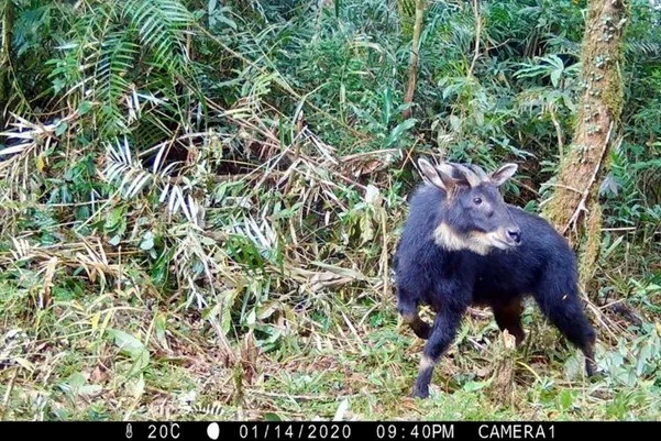 Kambing hutan sumatera yang terekam kamera jebak di Blok Inti KPH Batutegi Kabupaten Tanggamus Provinsi Lampung pada 14 A...