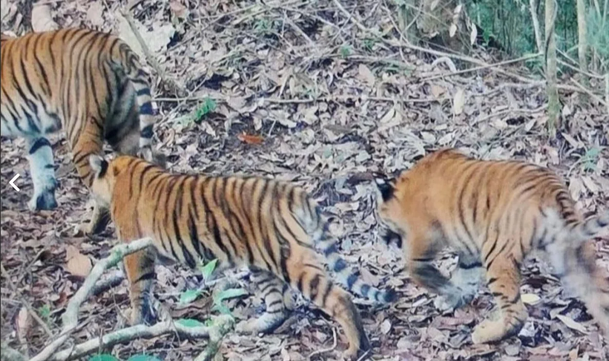 Dua ekor anak harimau yang memasuki fase remaja berjalan bersama induknya di bentang alam Taman Nasional Kerinci Seblat F...