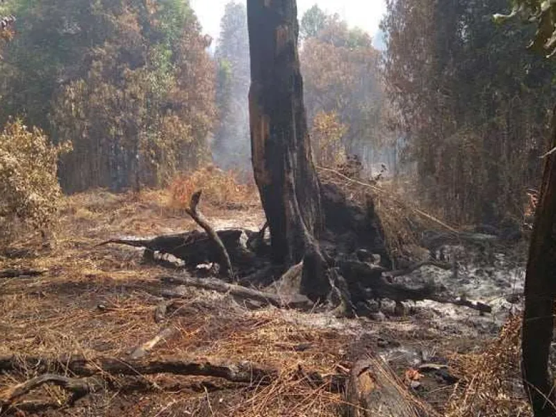 Kapitalisme Jadi Akar Kejahatan Terhadap Satwa dan Kehidupan Liar